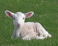 Stunned Lamb: Halal or Haram?